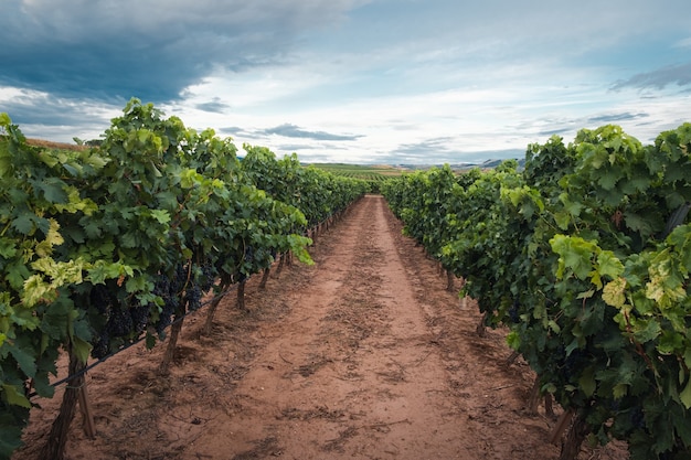 Journey Through the Vineyards of La Rioja, Spain